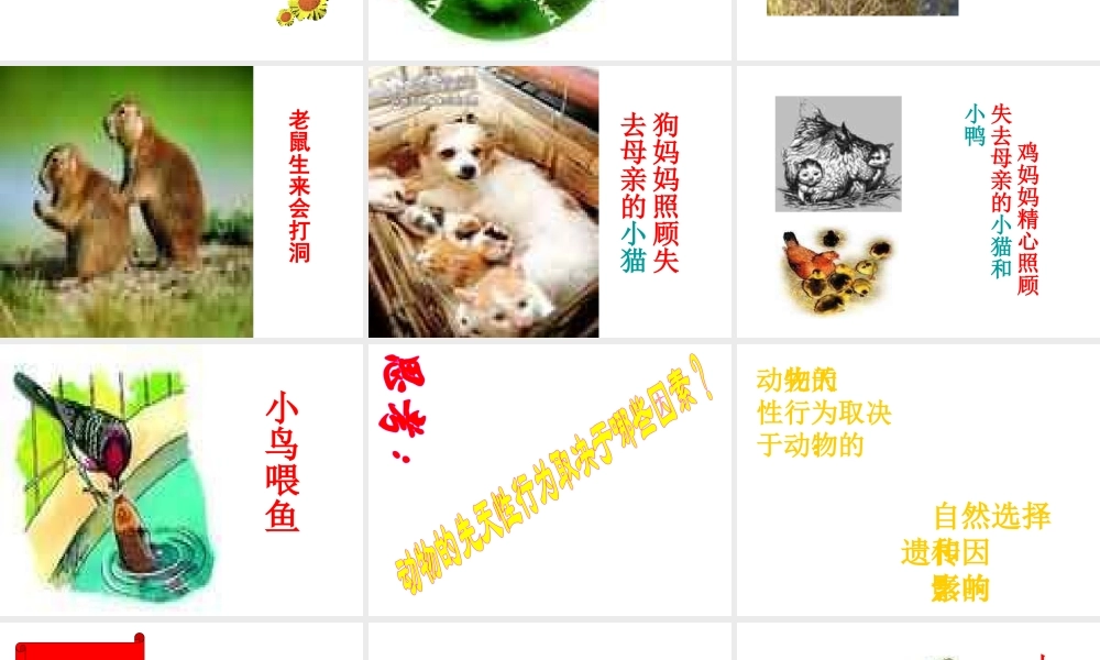 八年级生物上册《动物的行为》课件2 北师大版