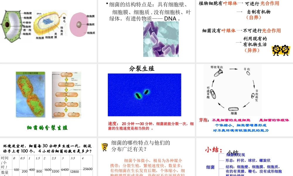 八年级生物上册 第五单元 第四章 第二节《细菌》教学课件 （新版）新人教版-（新版）新人教级上册生物课件
