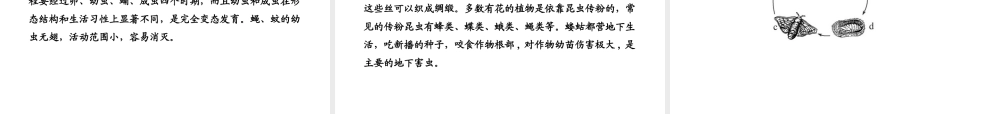 八年级生物上册 第十九章 第二节 动物的生殖和发育（一）课件 北师大版