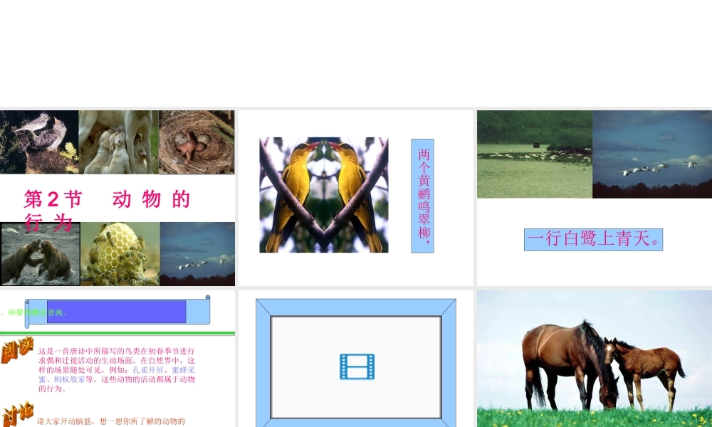 八年级生物上册《动物的行为》课件2 苏科版
