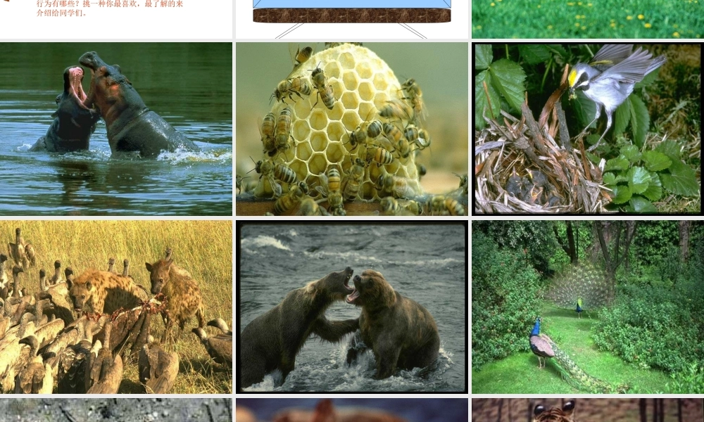 八年级生物上册《动物的行为》课件2 苏科版