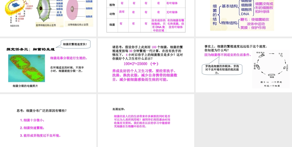 八年级生物上册 第五单元 第四章 第二节《细菌》课件 （新版）新人教版-（新版）新人教级上册生物课件