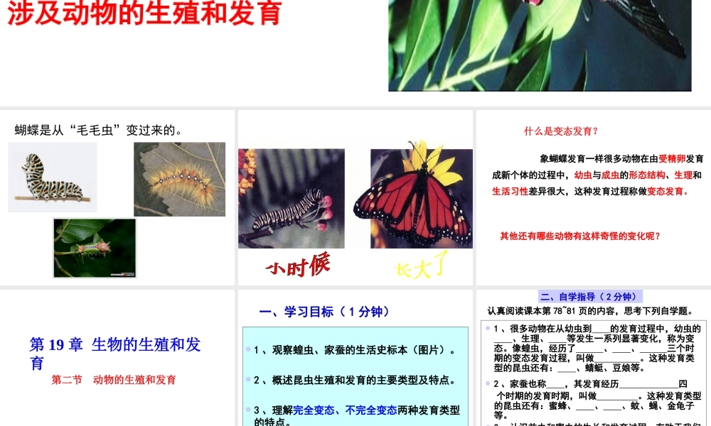 八年级生物上册 第十九章 第二节 昆虫的生殖和发育课件 北师大版