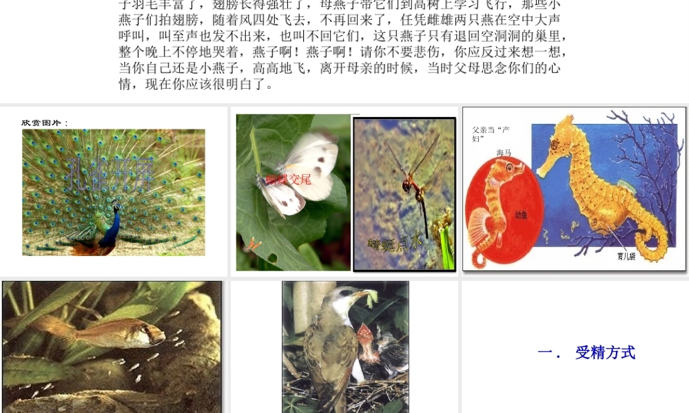 八年级生物上册《动物的生殖》课件1 苏科版