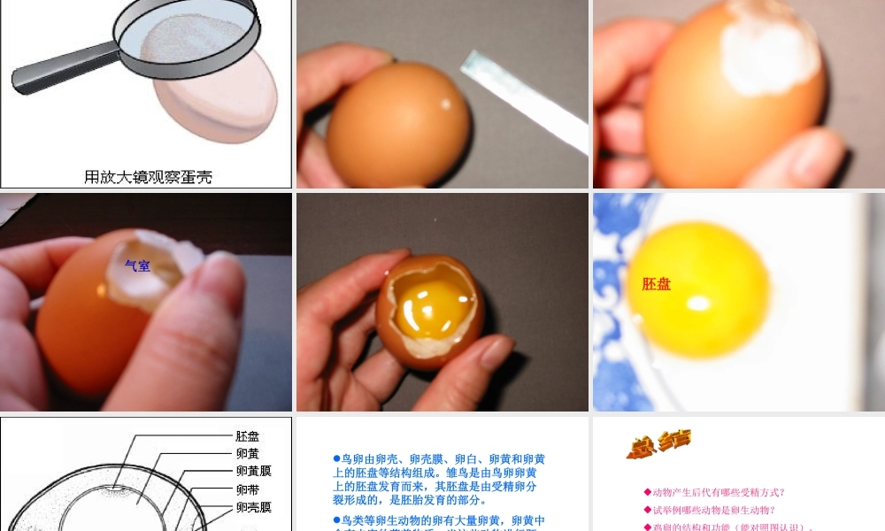 八年级生物上册《动物的生殖》课件1 苏科版