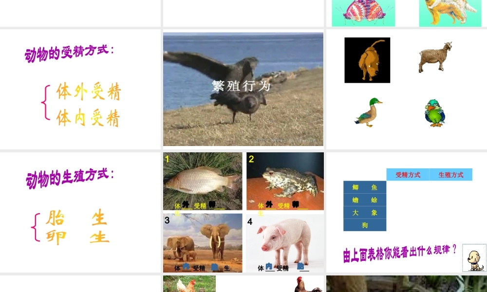 八年级生物上册《动物的生殖》课件2 苏科版