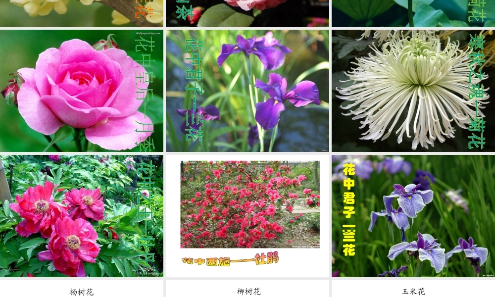 八年级生物上册 第四单元 第一章 第一节 花的结构和类型课件 （新版）济南版