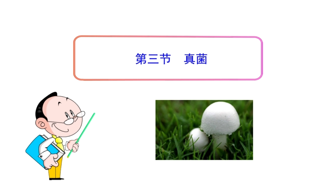 八年级生物上册 第五单元 第四章 第三节《真菌》课件 新人教版