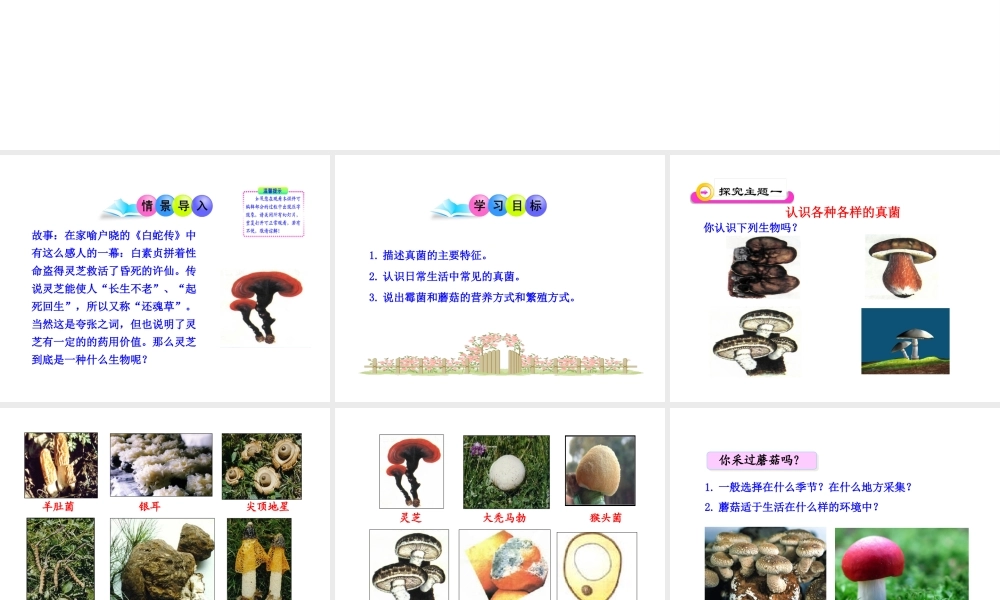 八年级生物上册 第五单元 第四章 第三节《真菌》课件 新人教版