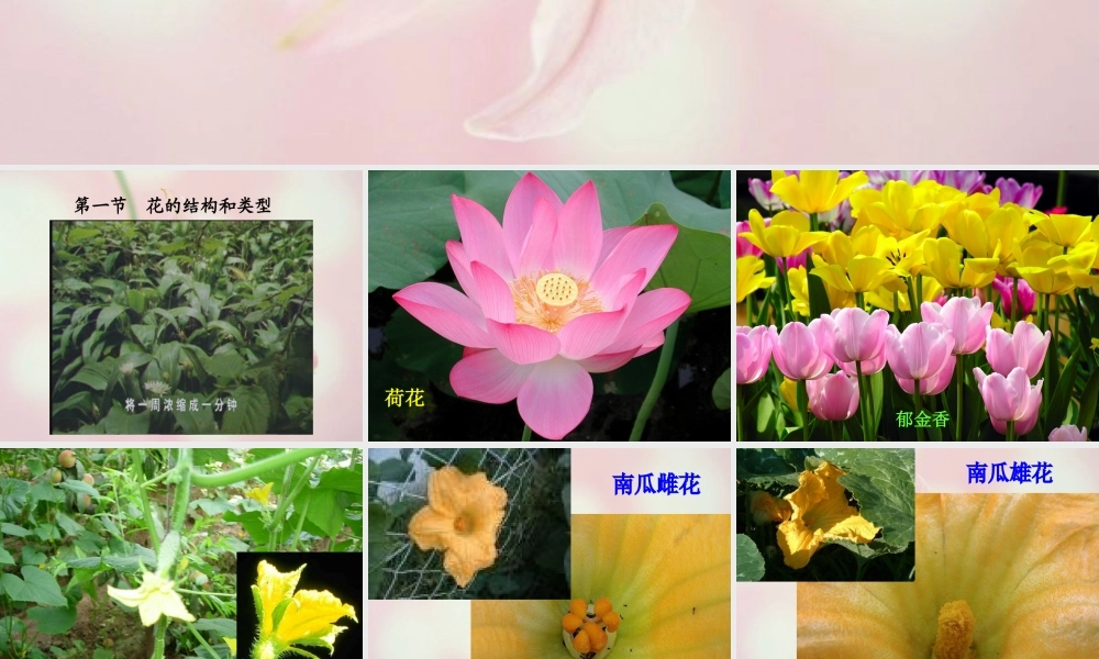 八年级生物上册 第四单元 第一章 第一节 花的结构和类型课件2 济南版