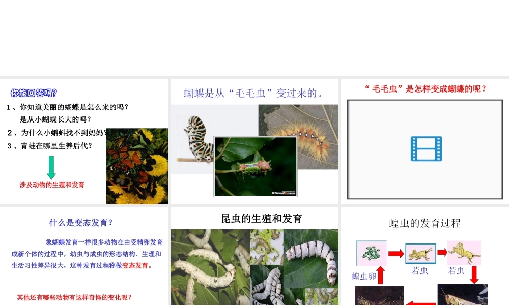 八年级生物上册《动物的生殖和发育》课件2 北师大版