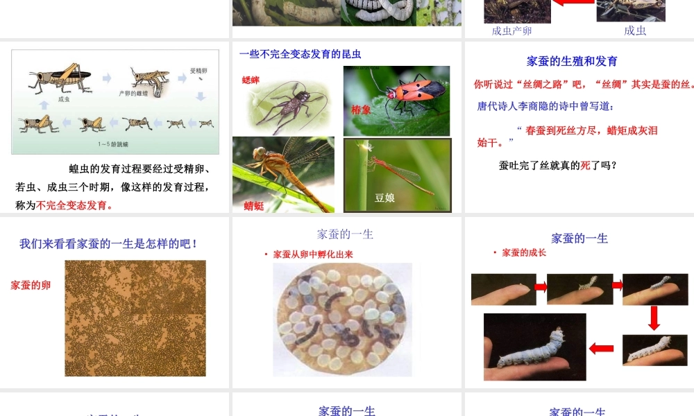 八年级生物上册《动物的生殖和发育》课件2 北师大版