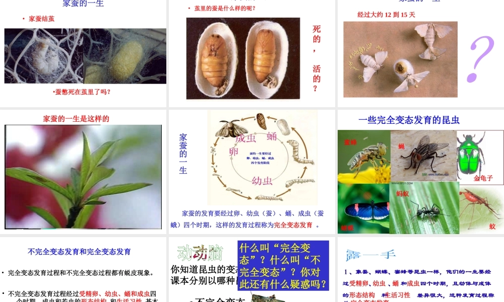 八年级生物上册《动物的生殖和发育》课件2 北师大版