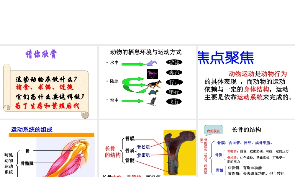 八年级生物上册 第四单元 第一章 第一节 运动的基础课件 冀教版