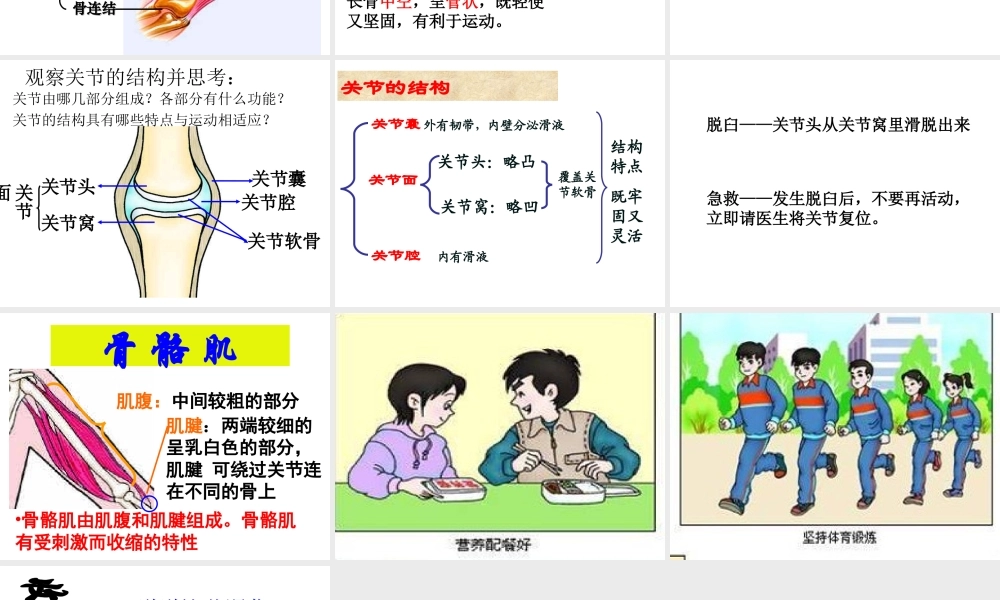 八年级生物上册 第四单元 第一章 第一节 运动的基础课件 冀教版