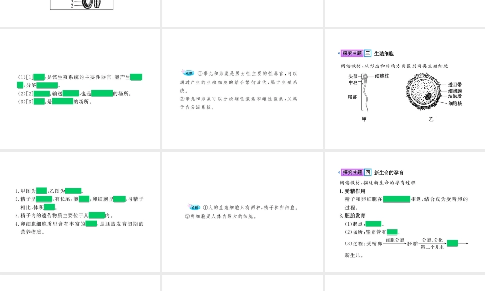 八年级生物上册 第十九章 第一节 人的生殖和发育（一）课件 北师大版
