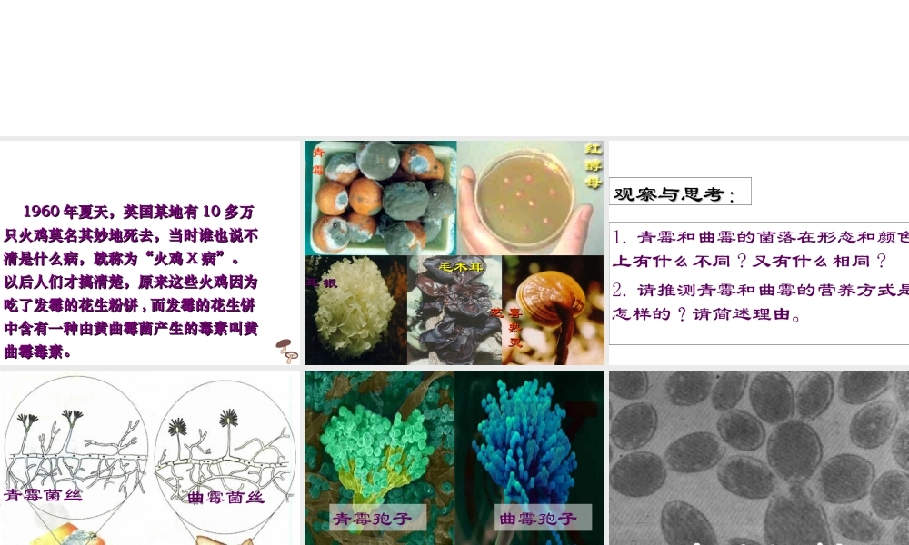 八年级生物上册 第五单元 第四章 第三节 真菌教学课件 （新版）新人教版-（新版）新人教版初中八年级上册生物课件