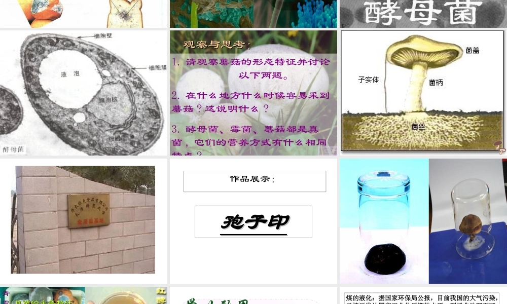 八年级生物上册 第五单元 第四章 第三节 真菌教学课件 （新版）新人教版-（新版）新人教版初中八年级上册生物课件