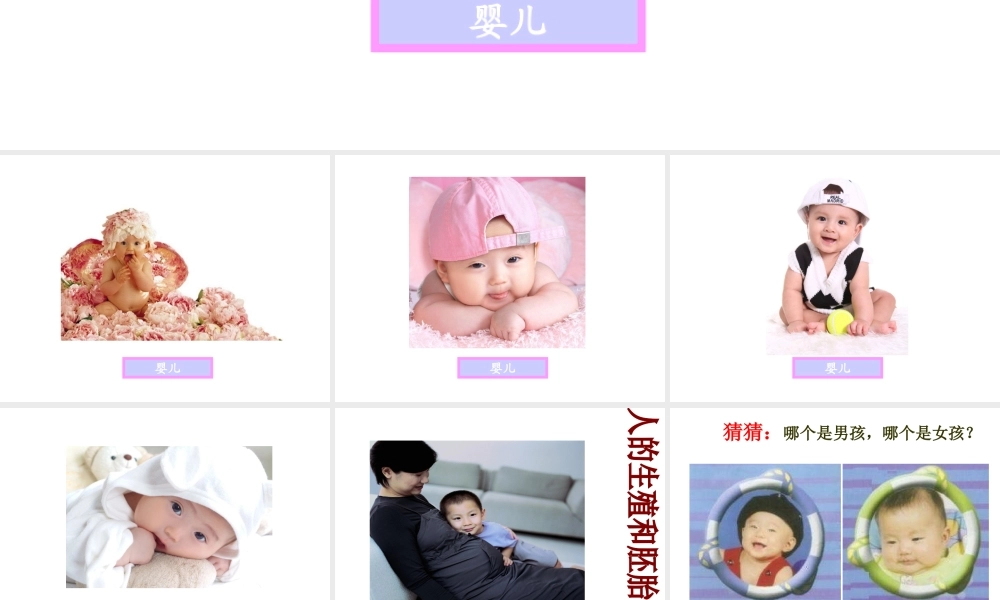 八年级生物上册 第十九章 第一节 人的生殖和胚胎发育课件 北师大版