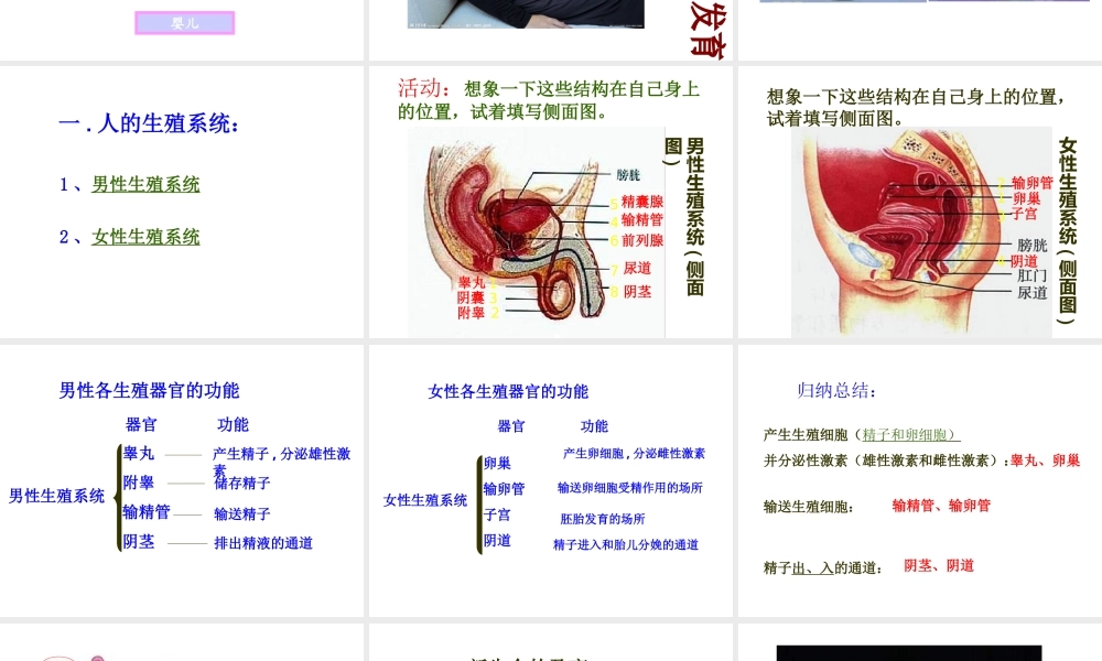 八年级生物上册 第十九章 第一节 人的生殖和胚胎发育课件 北师大版