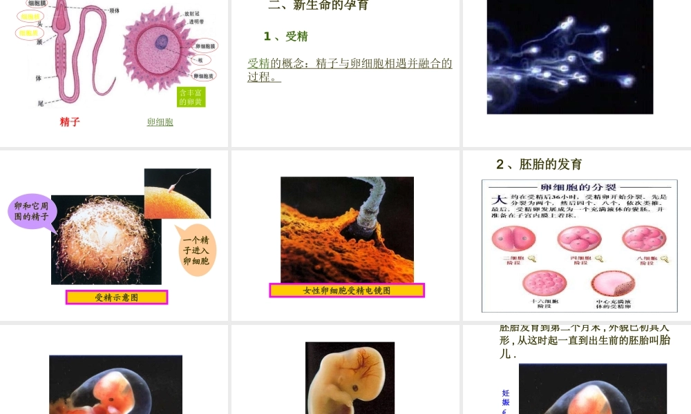 八年级生物上册 第十九章 第一节 人的生殖和胚胎发育课件 北师大版
