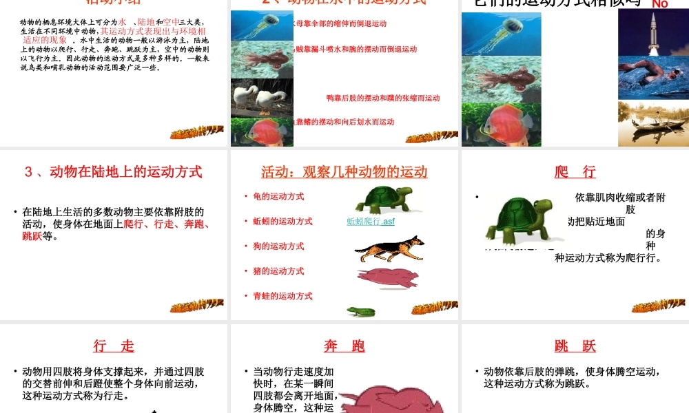 八年级生物上册《动物的运动》课件1 北师大版