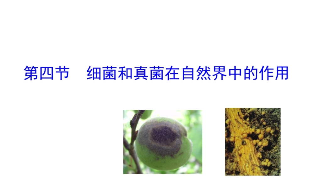 八年级生物上册 第五单元 第四章 第四节 细菌和真菌在自然界中的作用课件 （新版）新人教版