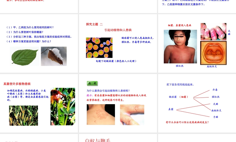 八年级生物上册 第五单元 第四章 第四节 细菌和真菌在自然界中的作用课件 （新版）新人教版