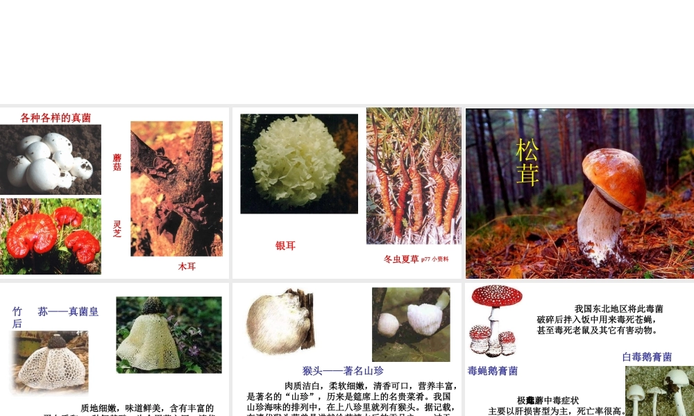 八年级生物上册 第五单元 第四章 第三节 真菌课件 （新版）新人教版-（新版）新人教版初中八年级上册生物课件