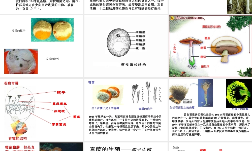 八年级生物上册 第五单元 第四章 第三节 真菌课件 （新版）新人教版-（新版）新人教版初中八年级上册生物课件