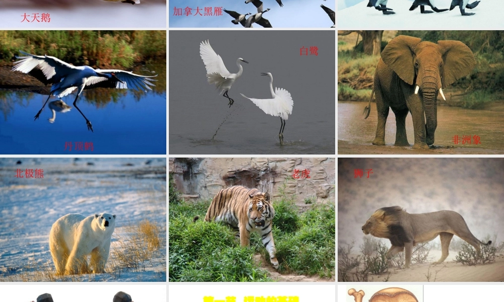 八年级生物上册 第四单元 第一章 第一节 运动的基础课件 冀少版-人教级上册生物课件