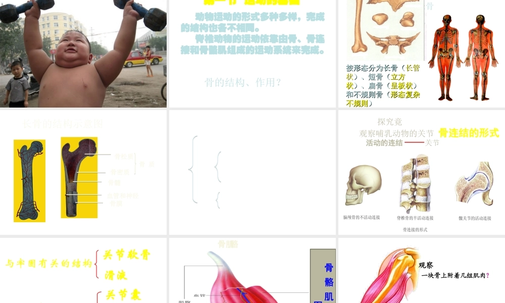 八年级生物上册 第四单元 第一章 第一节 运动的基础课件 冀少版-人教级上册生物课件