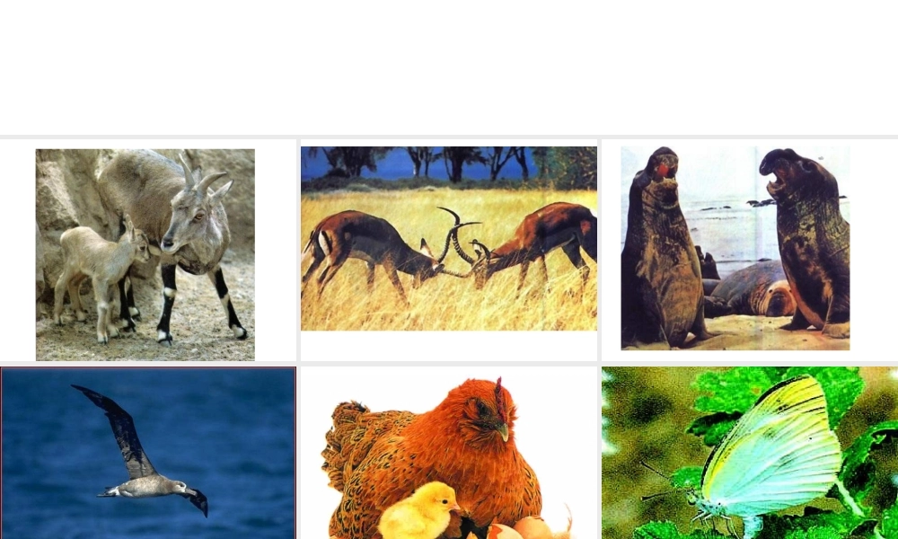 八年级生物上册《动物行为的生理》课件 苏教版