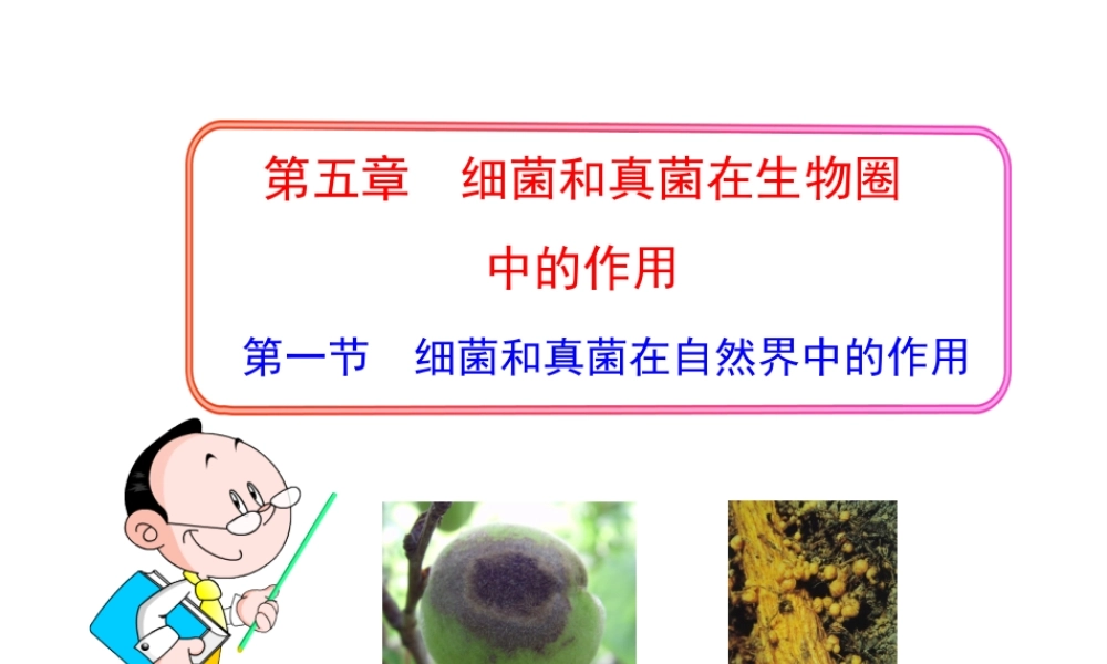 八年级生物上册 第五单元 第四章 第四节 细菌和真菌在自然界中的作用课件 新人教版