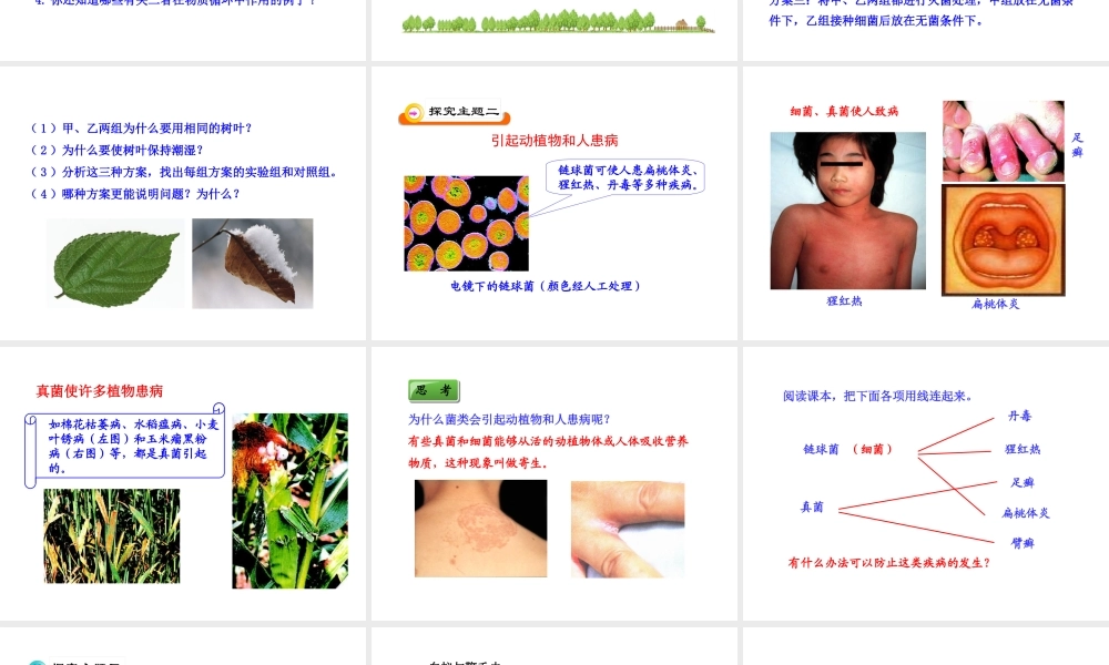 八年级生物上册 第五单元 第四章 第四节 细菌和真菌在自然界中的作用课件 新人教版