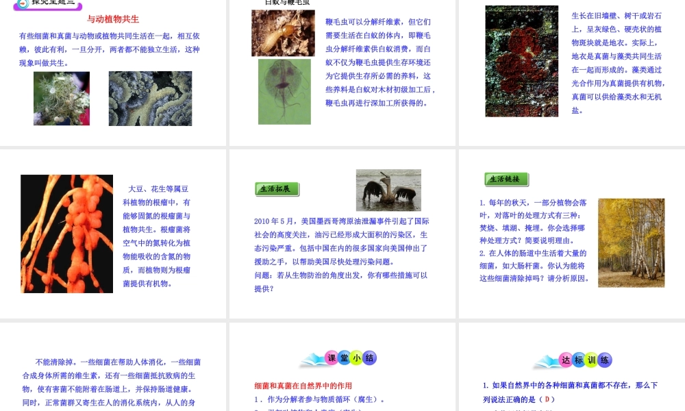 八年级生物上册 第五单元 第四章 第四节 细菌和真菌在自然界中的作用课件 新人教版