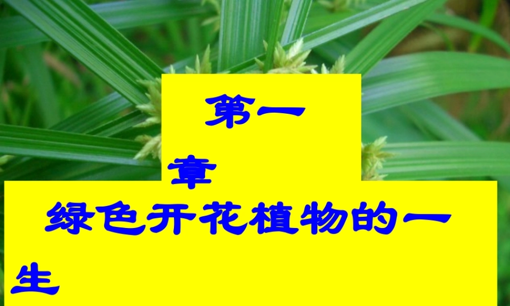 八年级生物上册 第四单元 第一章 绿色开花植物的一生复习课件 （新版）济南版-（新版）济南版初中八年级上册生物课件