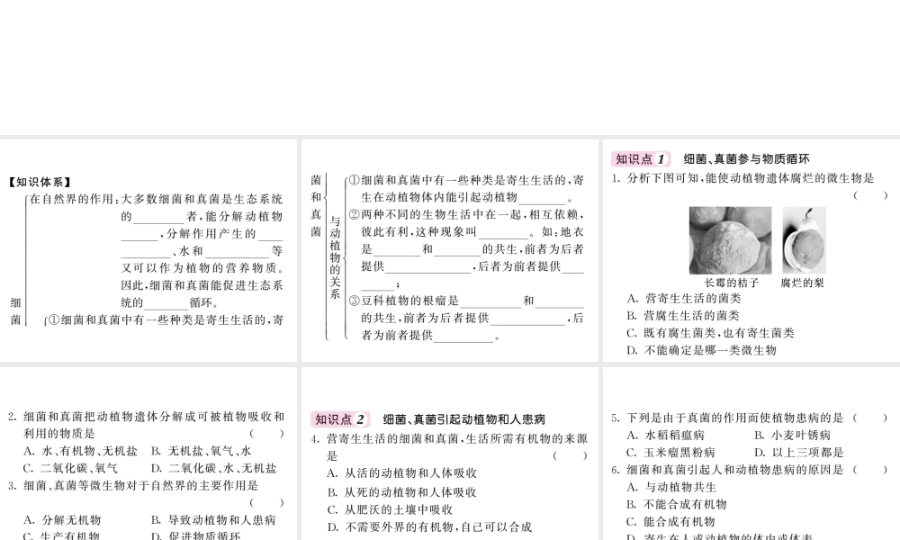八年级生物上册 第五单元 第四章 第四节 细菌和真菌在自然界中的作用习题课件 （新版）新人教版-（新版）新人教版初中八年级上册生物课件