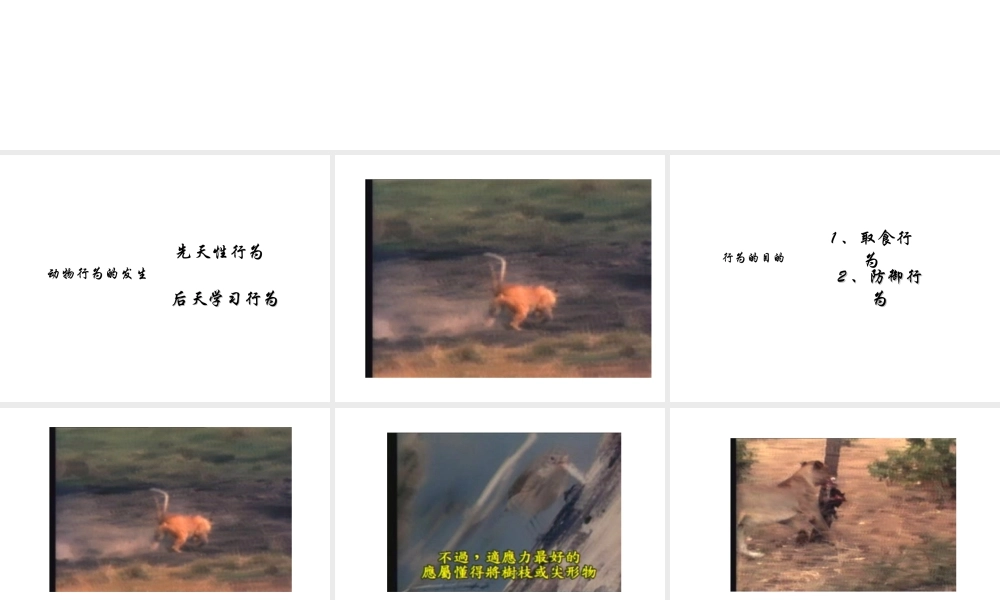 八年级生物上册 第十六章 第二节 动物行为的主要类型课件 北师大版