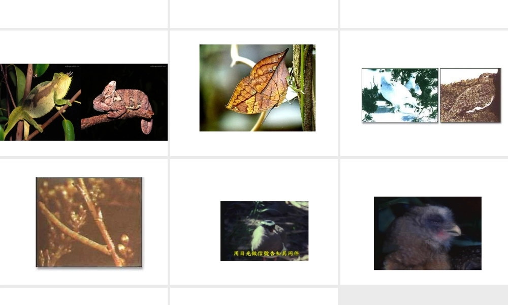 八年级生物上册 第十六章 第二节 动物行为的主要类型课件 北师大版