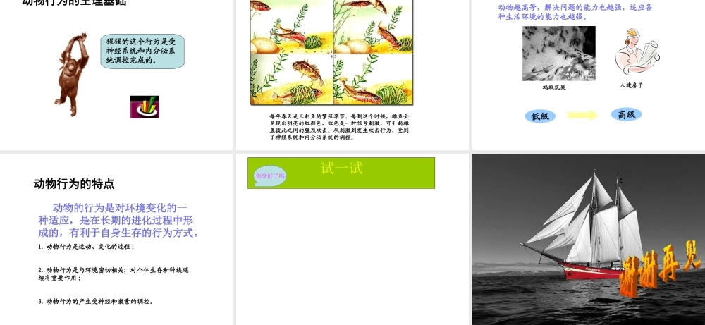 八年级生物上册《动物行为的生理基础》课件2 苏教版