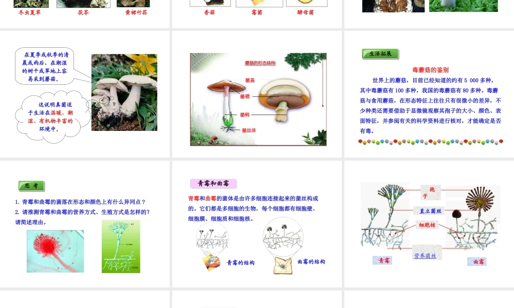 八年级生物上册 第五单元 第四章 第三节 真菌课件 新人教版