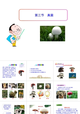 八年级生物上册 第五单元 第四章 第三节 真菌课件 新人教版