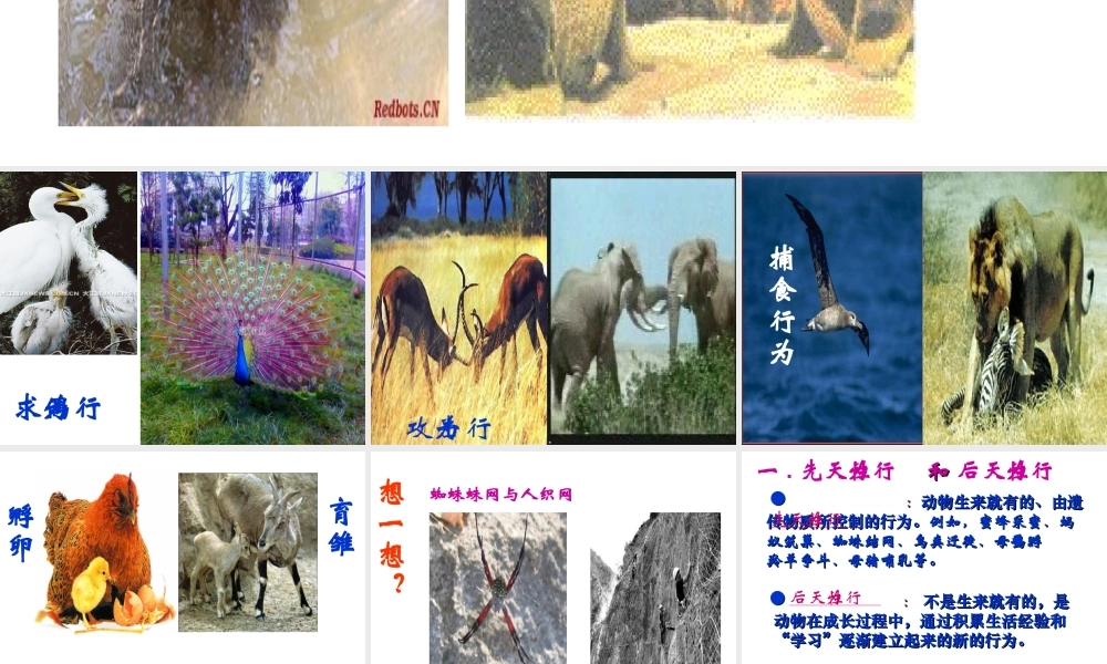 八年级生物上册《动物行为的生理基础》课件3 苏教版