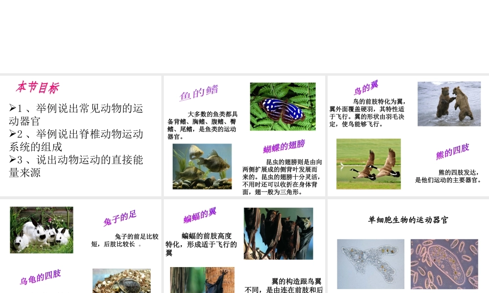 八年级生物上册 第十六章 第二节 动物运动的能量来源课件 苏教版