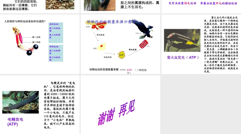 八年级生物上册 第十六章 第二节 动物运动的能量来源课件 苏教版