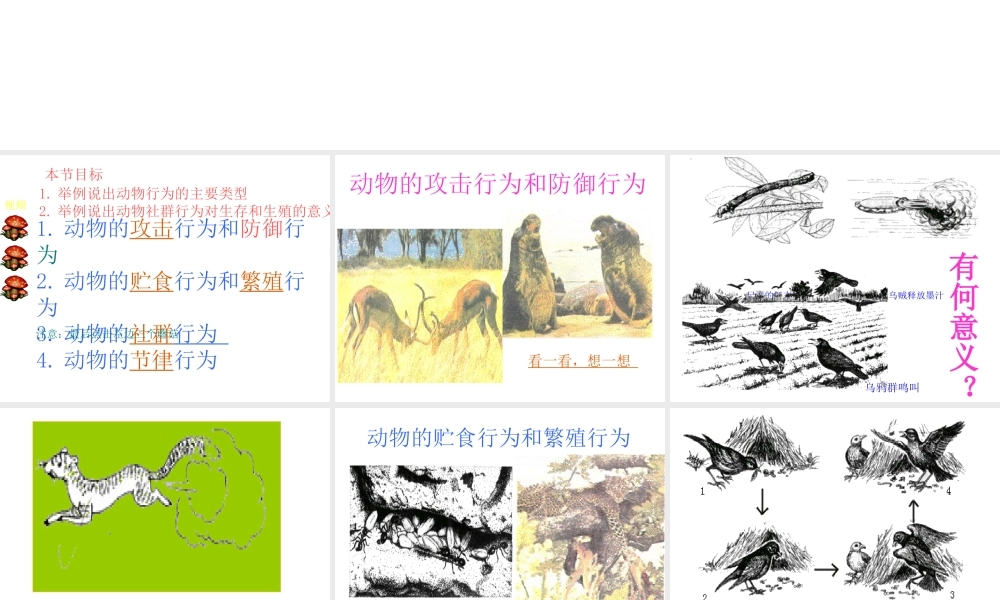 八年级生物上册《动物行为的主要类型》课件 苏教版