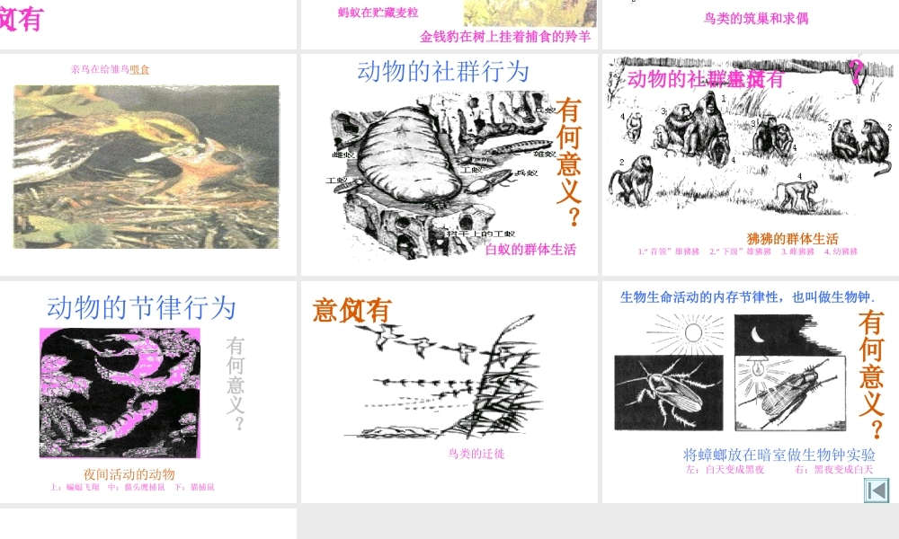 八年级生物上册《动物行为的主要类型》课件 苏教版