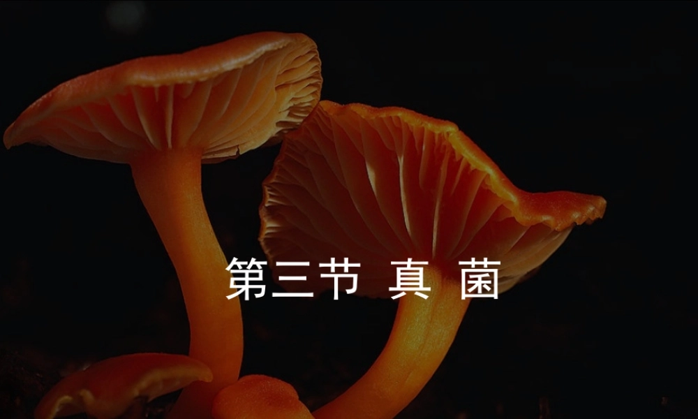 八年级生物上册 第五单元 第四章 第三节 真菌课件 新人教版-新人教级上册生物课件