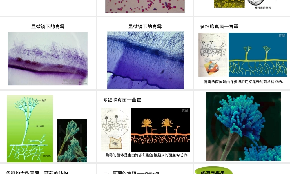 八年级生物上册 第五单元 第四章 第三节 真菌课件 新人教版-新人教级上册生物课件